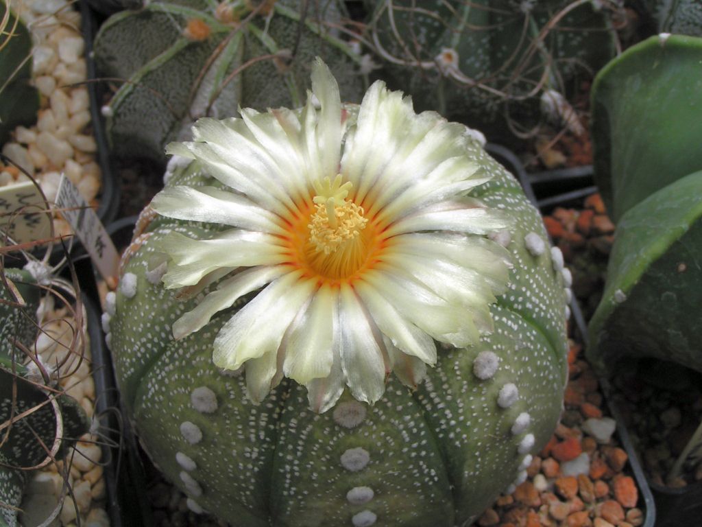 Astrophytum asterias